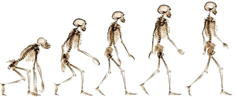 人類の進化により骨盤底筋の負担が重くなった